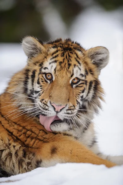 Tigre siberiano lamiéndose — Foto de Stock