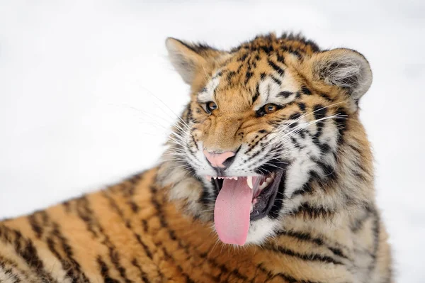 Tigre com boca aberta e pau para fora língua — Fotografia de Stock