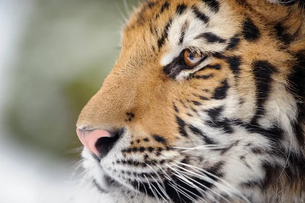 Närbild tiger porträtt — Stockfoto