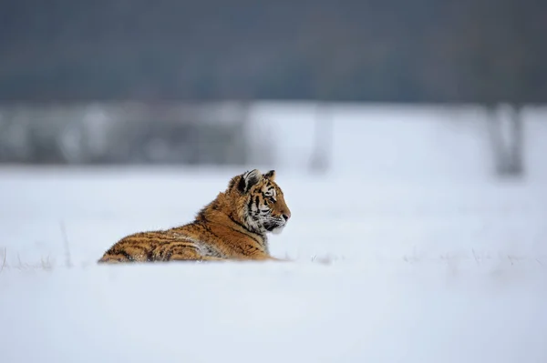 Tigre deitado no prado nevado — Fotografia de Stock