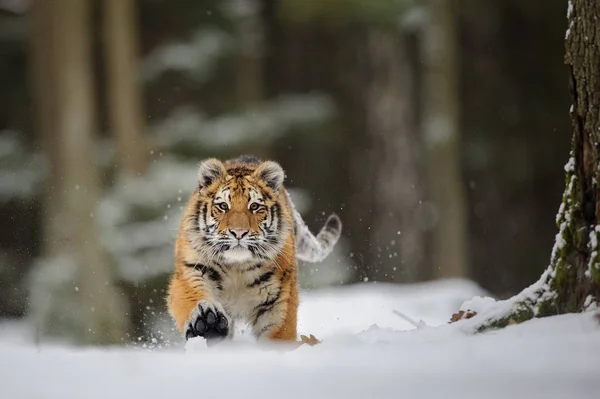 Laufender Tiger auf Schnee — Stockfoto