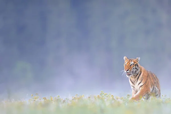 Sibirisk tiger på gräs — Stockfoto