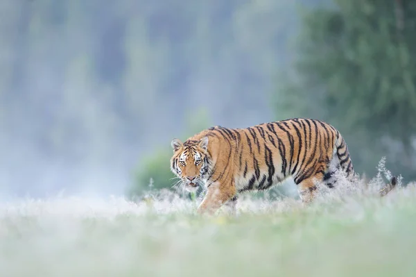 Tigre siberiano a olhar fixamente — Fotografia de Stock