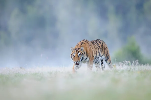 Närbild jakt Sibirisk tiger — Stockfoto