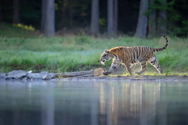 Sibirischer Tiger wandert in der Nähe eines Waldsees — Stockfoto