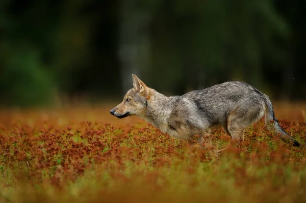 Running wolf in hoog gras met bloesem — Stockfoto