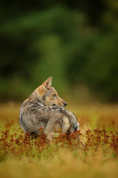 Lobo olhando para trás na grama amarela — Fotografia de Stock