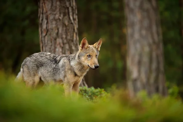 狼在森林中的地位 — 图库照片
