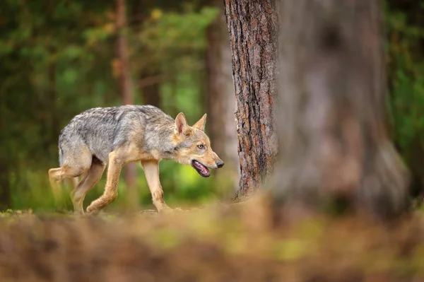 Lobo malvado caminante en el bosque europeo — Foto de Stock