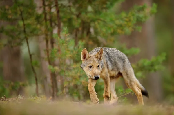 Verlegen wolf cub in bos — Stockfoto