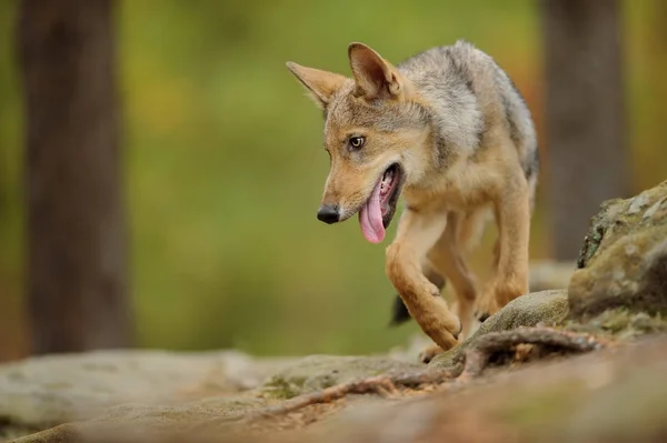 Wolf mit herausgerissener Zunge — Stockfoto