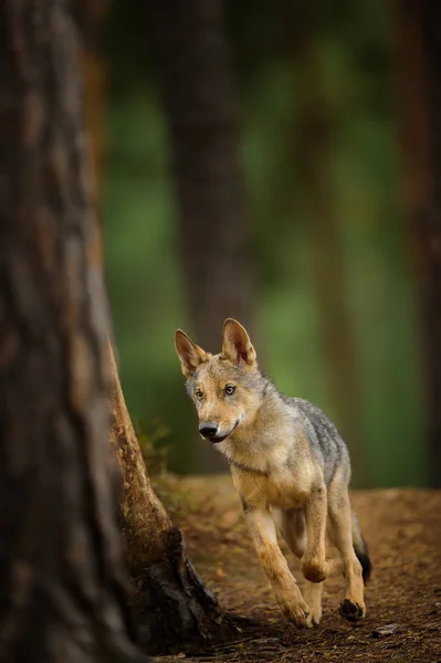 Lobo correndo na floresta escura — Fotografia de Stock