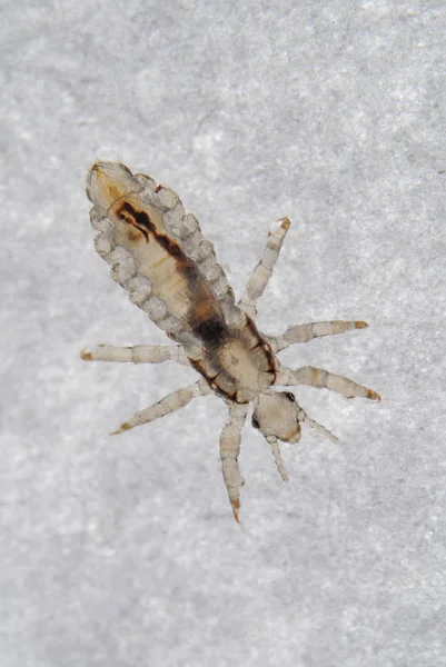 Head louse - Head lice — Stock Photo, Image