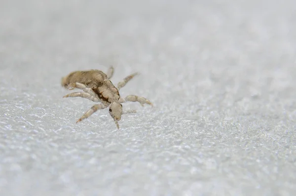 Head louse. Ectoparasite sucking human blood. Head lice. — Stock Photo, Image