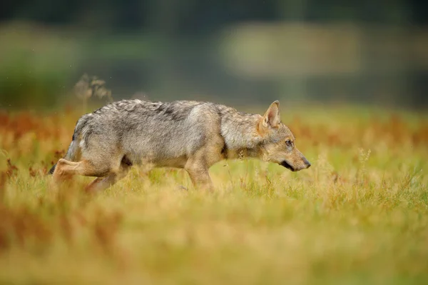 Berkonsentrasi serigala di rumput kuning — Stok Foto