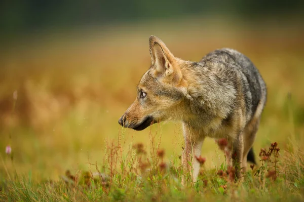 Closeup lobo olhando à esquerda na grama amarela — Fotografia de Stock