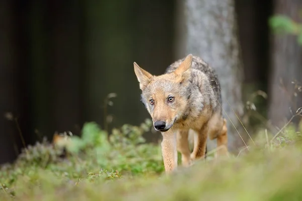 Волк в лесу в подчинении позиции спереди — стоковое фото