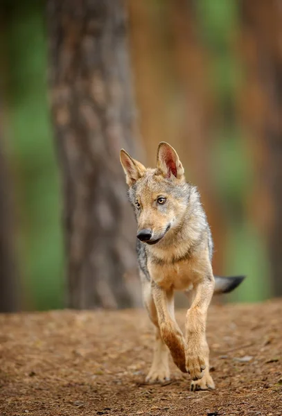 Lobo desde la vista frontal en bosque — Foto de Stock