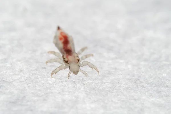 Piolho de cabeça, piolhos cheios de sangue fresco — Fotografia de Stock