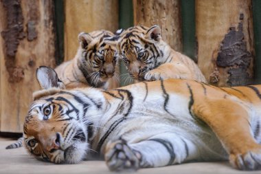 Two cute tiger cubs on lying mother clipart