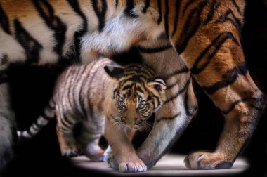 Small tiger cub walking under tiger mother body clipart