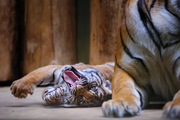 Filhote de tigre rugido com pata de alongamento — Fotografia de Stock
