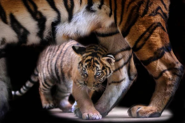 Pequeno filhote de tigre andando sob o corpo mãe tigre — Fotografia de Stock