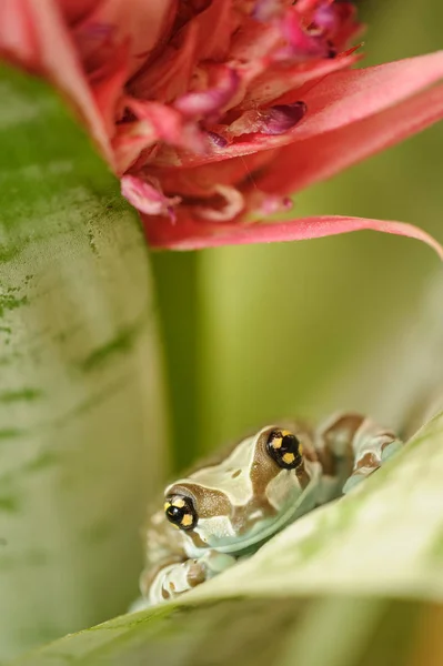 Misji golden-eyed tree frog na kwiat — Zdjęcie stockowe