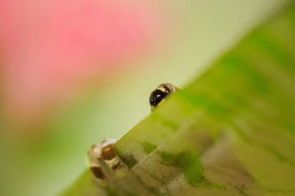 Missie golden-eyed boomkikker verborgen achter het groen blad — Stockfoto