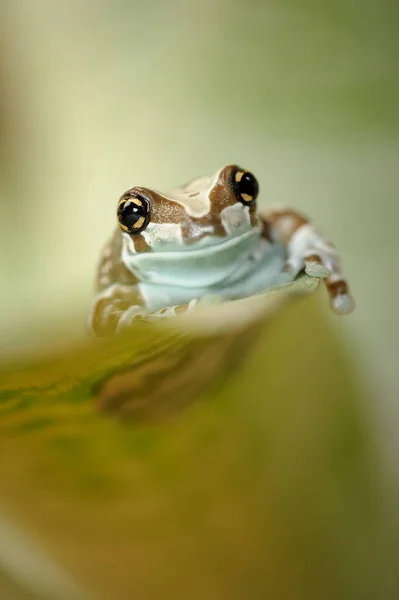Žába na grean list procházení nahoru — Stock fotografie