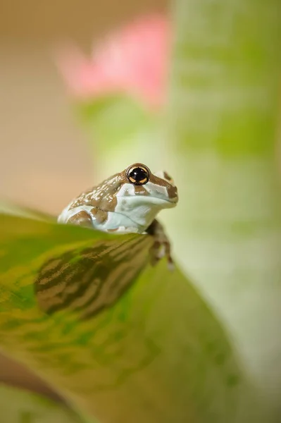 Služba Mission zlatýma Rosnička. Amazonská rainforrest žába. — Stock fotografie