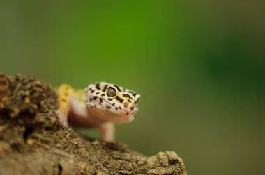Ortak leopar gecko yeşil arka plana sahip