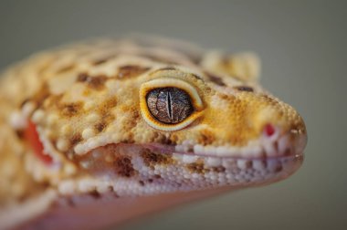 Ortak leopar gecko taraftan gidin. Kertenkele
