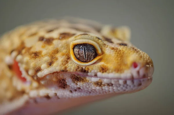 Głowa od strony wspólne gekon lamparci. Jaszczurka — Zdjęcie stockowe