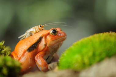 Madagaskar domates kurbağa ile ev kriket