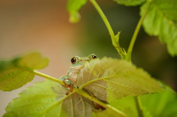 Skryté žába na stonku Malina — Stock fotografie