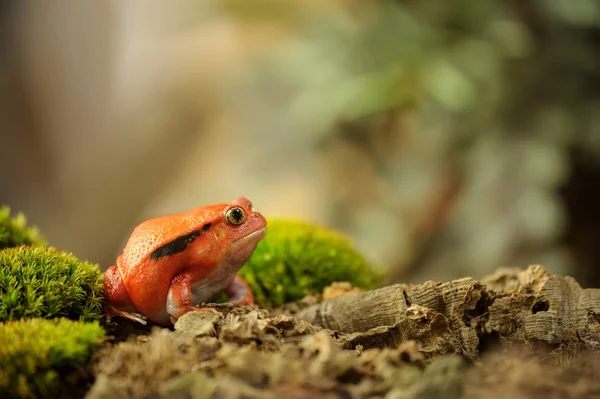 Crapaud rouge de Madagascar - Dyscophus antongilii — Foto de Stock