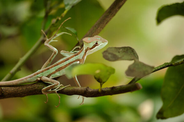 Basilisk . Lizard on branch. Closeup view to Laemanctus serratus. Mexican dragon