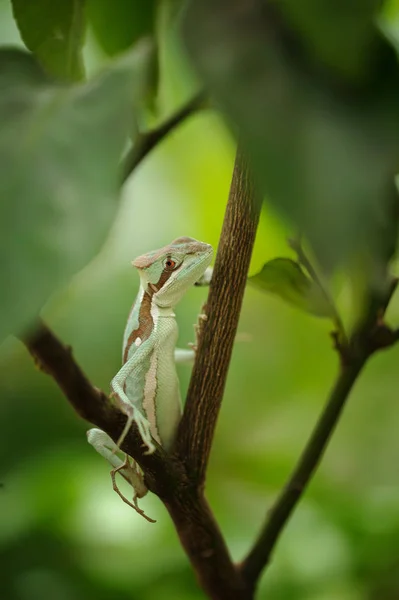 Basilisk. Hagedis op tak. Close-up weergave Laemanctus musculus serratus. Mexicaanse dragon — Stockfoto