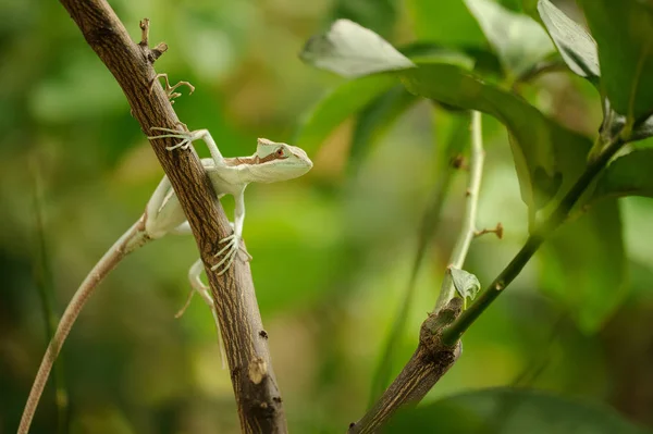 Basilisco. Lucertola sul ramo nella foresta verde — Foto Stock