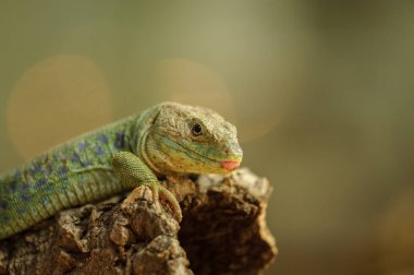 Taraftan ocellated kertenkele
