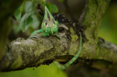Yemen bukalemun kertenkele.