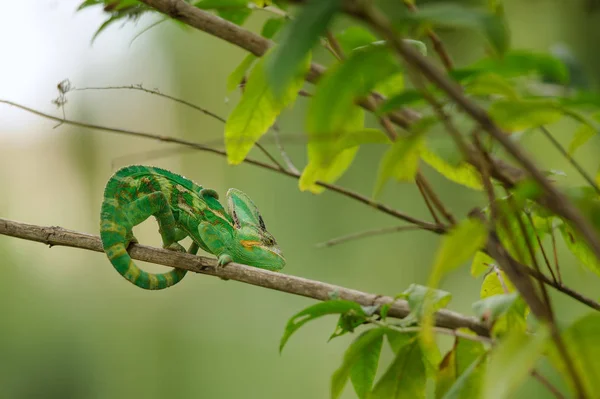 Chamäleon auf Ast verschleiert — Stockfoto