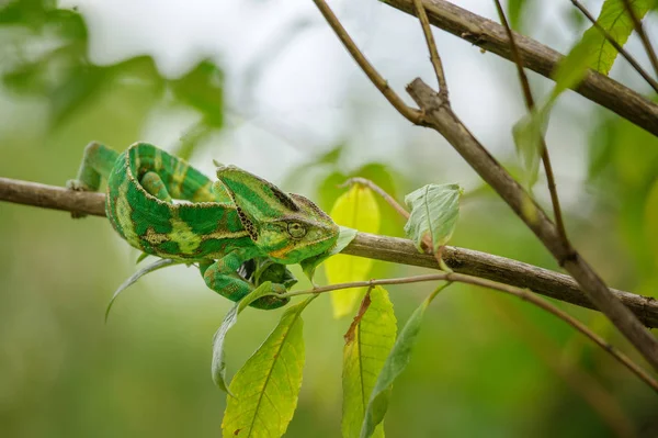 Camaleonte verde e giallo dalla vista frontale verso l'alto nel ramo dell'albero — Foto Stock