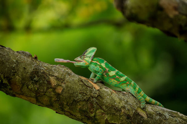 Chameleon on tree hunting home cricket