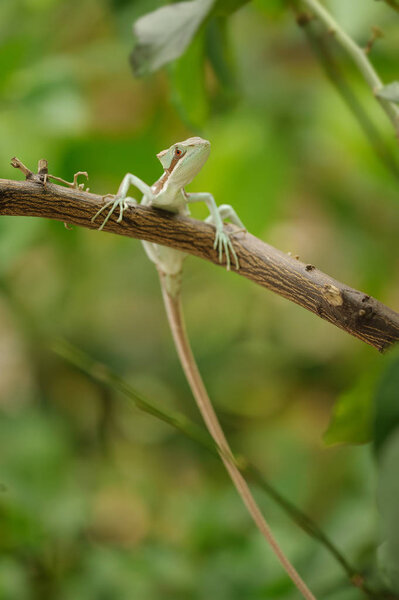 Basilisk . Lizard on branch with long tail.