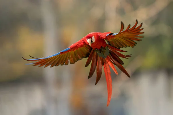 Scarlet macaw in the fly with spread wings. — Stock Photo, Image