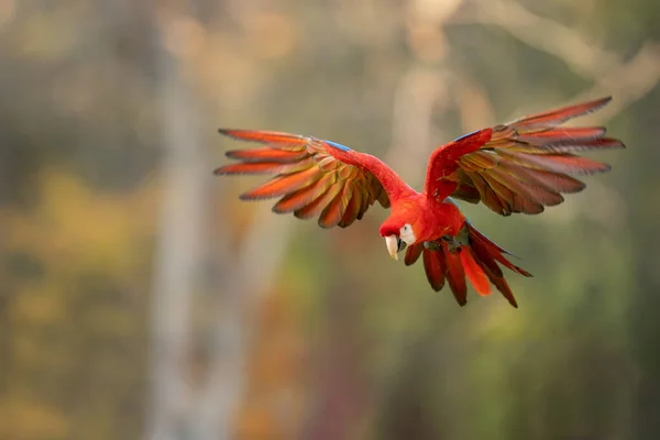 Scarlet macaw flying in tthe nature. Blured green background — Stock Photo, Image