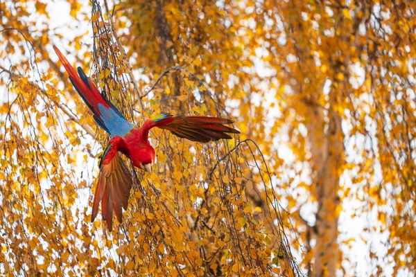 Tropical parrot flying down from the tree. Scarlet macaw with spread wings. — Stock Photo, Image