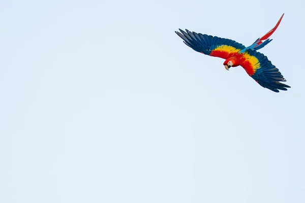 Isolierter fliegender tropischer Papagei mit Kopierraum. Scharlachroter Ara am Himmel Stockbild
